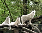 Weiße Wölfe Foto & Bild | tiere, zoo, wildpark & falknerei, natur ...