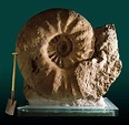 Fóssil de 65 milhões de anos de amonita gigante: mito ou realidade?