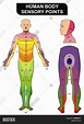 Human Body Sensory Image & Photo (Free Trial) | Bigstock