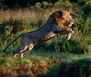 Male Lion leaping ; Portrait #malelion #lionmale #lion #lionportrait # ...