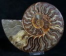 Beautiful 6.5" Cut Ammonite Fossil (Half) For Sale (#8420) - FossilEra.com