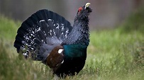 Capercaillie facts and information | Trees for Life