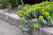 Euphorbia: Plant Care & Growing Guide