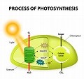 Biology: Photosynthesis: Level 2 activity for kids | PrimaryLeap.co.uk