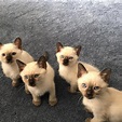 Pure bred Siamese kittens for sale in Trainer, PA - 5miles: Buy and Sell