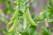 Pea (Pisum sativum L.) Domestication - The History of Peas and Humans