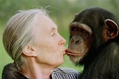 Jane Goodall, la mujer que vivió más de 40 años con monos salvajes