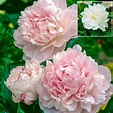 Buy Shirley Temple Peony | Breck's