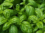 Growing Basil - How To Grow Basil Plants In Your Garden