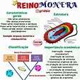 Mapa Reino Monera-Bactérias | Reino monera, Procariontes, Mapa mental