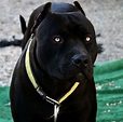 Pin by Albert Moya on Pit Bulls | Pitbull terrier, Dogs, Pitbulls