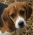 File:Beagle puppy portrait.jpg - Wikimedia Commons