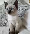Siamese Kittens for sale - Siamese Cat for sale | A Siamese Cat