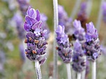 Lavender (given name) - Wikipedia