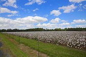 Sweet Southern Days: The Cotton Fields of South Georgia