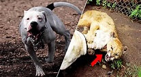 El legendario Dogo Argentino que salvo a dos niñas del ataque de un Puma