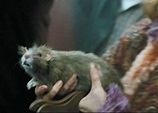 Scabbers, Ron's pet rat; Harry Potter and the Prisoner of Azkaban ...