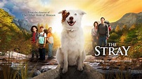 The Stray | Official Trailer - YouTube