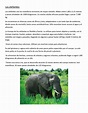 4°a Ficha Técnica Elefante - CALAMEO Downloader