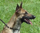 Malinois - La Maschera di Ferro - Allevamento ed addestramento del ...