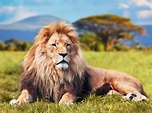 O comportamento dos leões - Meus Animais