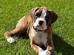 Boxer - Puppies, Rescue, Pictures, Information, Temperament ...