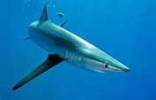 Blue Shark (Prionace glauca) pictoral | The World of Animals