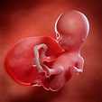 Fetal Development Gallery: See How Your Baby Grows From Pregnancy Week ...