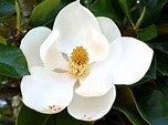 Significado y simbolismo espiritual de la flor de Magnolia
