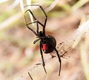 Black Widow Spider Pest Control In Utah | Stewart's