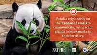 Panda Fact Sheet | Blog | Nature | PBS