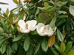 Como cultivar a Magnólia – Árvore-de-tulipa - PlantaSonya - O seu blog ...