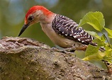 Everything You Need to Know About Woodpeckers in North Carolina - Bird ...