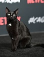 ‘Chilling Adventures of Sabrina’: Salem the Cat Walks the Black Carpet ...