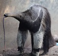 Giant Anteater Tongue