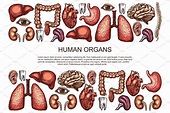Human organs vector sketch body anatomy poster | Healthcare ...