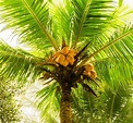 Conoce cuáles son los frutos de palmera | Recetas Nestlé