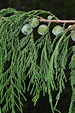 Juniperus flaccida (drooping juniper) description