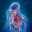 Human Cardiovascular System – 3D medical illustrations