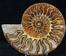 3.95" Agatized Ammonite Fossil (Half) For Sale (#32465) - FossilEra.com