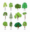 Types Of Trees With Pictures And Names
