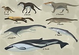 Whale evolution by Rainbowleo on DeviantArt