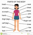 Parts Of The Body Chart