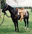 ~ Black Snowflake Appaloosa ~ | Horses, Appaloosa horses, Rare horses