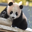 大熊猫香香_百度百科