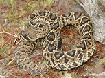 Images: Eastern Diamondback Rattlesnake - Volusia Naturalist