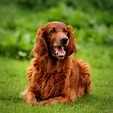 Irish Setter: Breed History - CaninePlanet.net