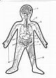 Orgány - náhled | Lidské tělo, Biologie a Přírodopis