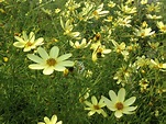 Coreopsis 'Moonbeam' for sale | Shop Stuart's – Stuart's Landscaping ...