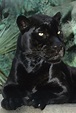 Orson the Jaguar Prowls into Cat Lovers’ Hearts | San Diego Zoo 100